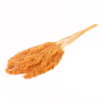 Mazzo di canne essiccate DONJETA, terracotta, 70-80cm, Ø15cm