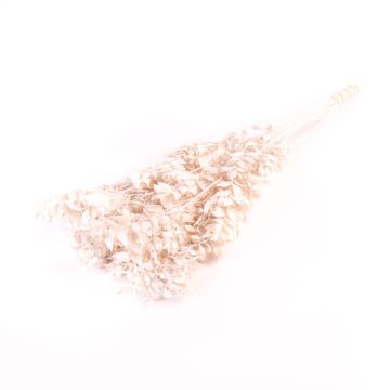 Rami di ruscus essiccati AGNIATA, bianco, 70-75cm, Ø17cm Rami di ruscus essiccati AGNIATA, bianco, 70-75cm, Ø17cm