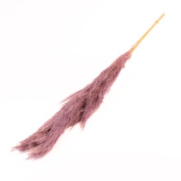 Mazzo essiccato di erba di pampa ANIAMI, viola, 130-140cm, Ø20cm