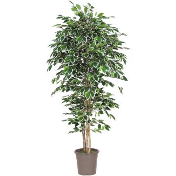Ficus Benjamini artificiale LEVANTA, tronchi naturali, verde-bianco, 150 cm - Made in Italy Ficus Benjamini artificiale LEVANTA, tronchi naturali, verde-bianco, 150 cm - Made in Italy