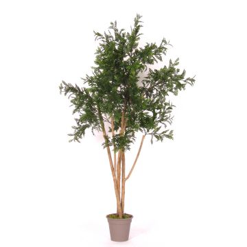 Acacia artificiale ANDRIY con tronchi reali, crossdoor, verde, 200 cm - Made in Italy