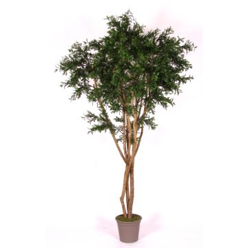 Acacia artificiale ANDRIY con tronchi reali, crossdoor, verde, 250 cm - Made in Italy