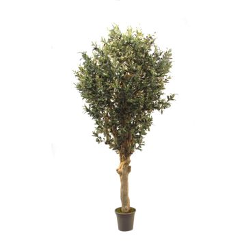 Pianta artificiale Olivo CECILIO, tronco vero, con frutti, 200 cm - Made in Italy