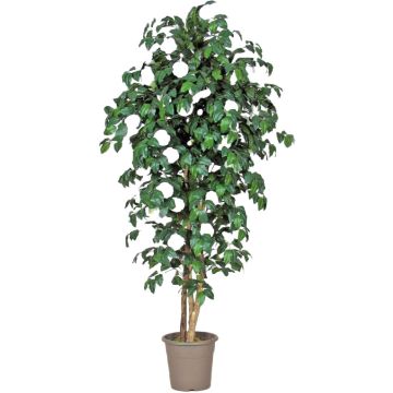 Camelia artificiale JASMINDE, tronchi naturali, con fiori, bianco, 250 cm - Made in Italy