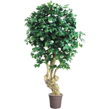 Camelia decorativa JELENKINA, tronco naturale, con fiori, bianca, 200 cm - Made in Italy