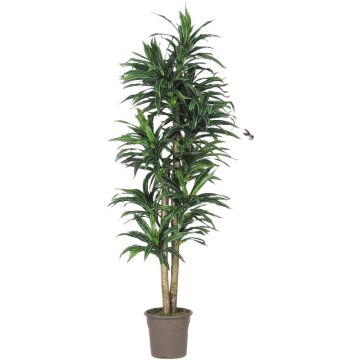 Dracaena Fragrans artificiale KANDIDA, tronchi naturali, verde, 150 cm - Made in Italy