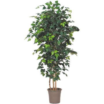 Ficus Benjamini decorativo LEONORET, tronchi reali, verde, 100 cm - Made in Italy