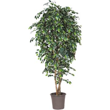 Ficus LUDGARDIS artificiale, tronchi naturali, verde-bianco, 175 cm - Made in Italy
