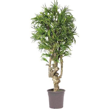Dracaena Reflexa Jamaica OZIOMA decorativa, tronco vero, verde-giallo, crossdoor, 200 cm - Made in Italy Dracaena Reflexa Jamaica OZIOMA decorativa, tronco vero, verde-giallo, crossdoor, 200 cm - Made in Italy