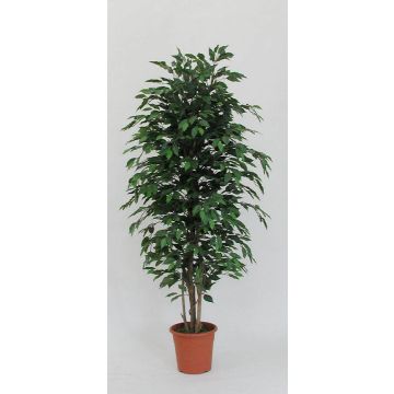Ficus Benjamini decorativo KONRADE, tronchi veri, verde, 250 cm - Made in Italy Ficus Benjamini decorativo KONRADE, tronchi veri, verde, 250 cm - Made in Italy
