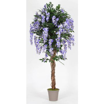 Glicine artificiale ANNIARA, tronchi veri, con fiori, viola, 175 cm - Made in Italy