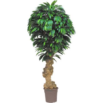Mango artificiale ATREYU, tronco vero, verde, crossdoor, 200 cm - Made in Italy