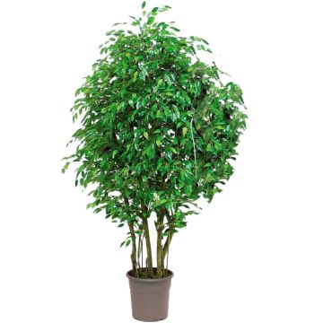 Ficus benjamina artificiale SORAVIA, tronchi naturali, verde, 150 cm - Made in Italy Ficus benjamina artificiale SORAVIA, tronchi naturali, verde, 150 cm - Made in Italy