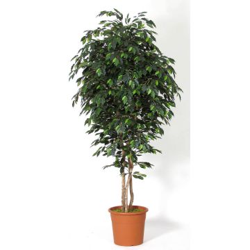 Ficus benjamini artificiale LEVANTA, tronchi naturali, verde, 275 cm - Made in Italy