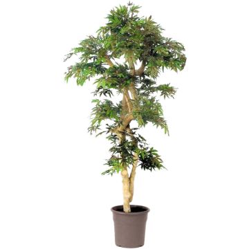 Albero decorativo acero giapponese DANIIL, tronco vero, verde-rosso, 185 cm - Made in Italy