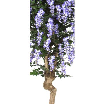 Glicine finto ERLINA, tronco vero, con fiori, viola, 200 cm - Made in Italy
