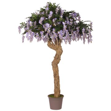Glicine artificiale ANSELMO, tronco reale, con fiori, viola, 250 cm, Ø180 cm - Made in Italy
