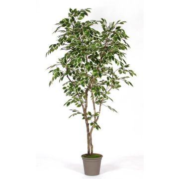 Ficus gommoso decorativo BASILIO, tronchi veri, verde-bianco, 150 cm - Made in Italy