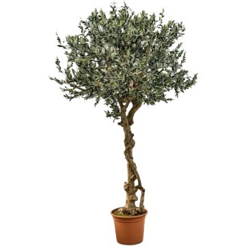 Olivo artificiale PLACIDO, tronco vero, con frutti, 275 cm - Made in Italy