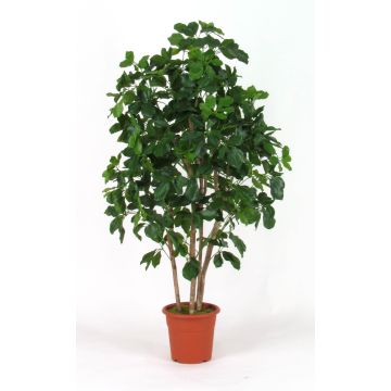 Schefflera artificiale NANETTE, tronchi reali, verde, 150 cm - Made in Italy