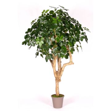 Schefflera decorativa SOLIDA, tronchi reali, verde, 200 cm - Made in Italy