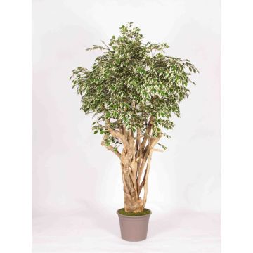 Ficus benjamina LISENKA, tronco vero, verde-bianco, 225 cm - Made in Italy
