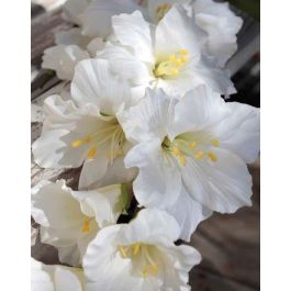 Fiore Di Gladiolo Artificiale Viola 80 Cm - Stelo Finto Con Foglie E Boccioli Per Bouquet Da Sposa E Decorazione Casa
