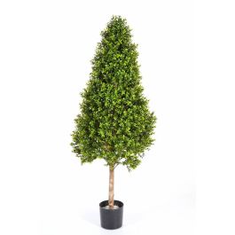 Piante Con Tronco Da Appartamento