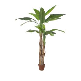 Albero di banana immagine stock. Immagine di pianta, agricoltura - 796773