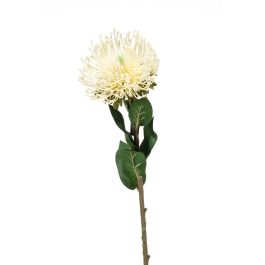 Il Grande Fiore Tropicale Rosso Del Sugarbush Del Protea Sboccia Contro Le Foglie Verdi Image107481503