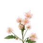 Ramo decorativo di cardo sferico GESKENDA, rosa-giallo, 60 cm