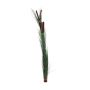 Cannuccia di palude falsa DIVO spadice, gambo, verde scuro, 150cm