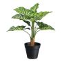 Pianta decorativa Syngonium ZILHEN, vaso decorativo, verde, 45 cm