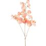 Ramo decorativo Lathyrus latifolius SLIRKEN, albicocca, 75 cm