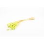 Erba di Lagurus essiccata BORKA, mazzo, verde chiaro, 55-75cm, Ø12cm