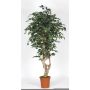 Ficus Benjamina artificiale SILENO, tronco vero, verde-bianco, 175 cm - Made in Italy