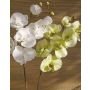 Ramo decorativo di orchidea phalaenopsis RICKY, crema-verde, 105cm