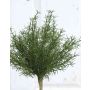 Asparagus sprengeri finto FREDERICK, stelo, 25cm