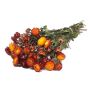 Bouquet di fiori di paglia ALMINKA, secchi, rosso-arancio, 50-60cm, Ø15cm