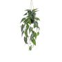 Pianta decorativa Alocasia Sanderiana, vaso decorativo, verde-bianco, 80 cm