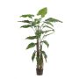 Pianta artificiale Alocasia Sanderiana ALBULA, verde, 180 cm