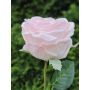 Rosa artificiale MARNUK, rosa chiaro, 60 cm