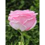 Rosa artificiale MARNUK, rosa, 60 cm