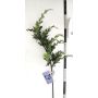 Ramo decorativo di tuia STERNYN, verde, 85 cm