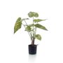 Pianta artificiale Caladium YAWAR con radici, verde-giallo, 60 cm