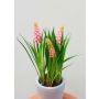 Fiore artificiale muscari NARMADA in vaso di cemento, rosa, 20 cm