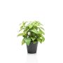 Erbe aromatiche artificiali Basilico WHOOPI in vaso decorativo, verde, 23 cm
