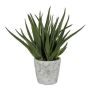 Pianta succulenta decorativa Aloe Vera BRIZE in vaso di cemento, verde, 45 cm
