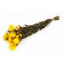 Bouquet di fiori di paglia ALMINKA, secchi, gialli, 50-60cm, Ø15cm