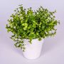 Eucalipto finto JOSHUA, in vaso di ceramica , verde, 20cm, Ø17cm